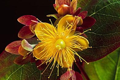 《同级生Remake》将在2022年3月11日於STEAM平台正式上市！